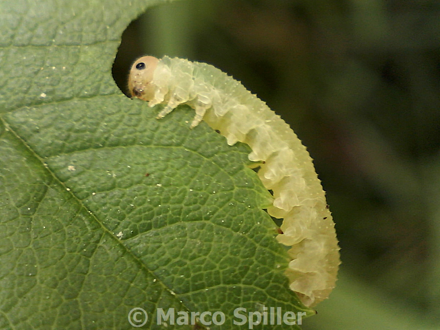 Bruchetto da identificare